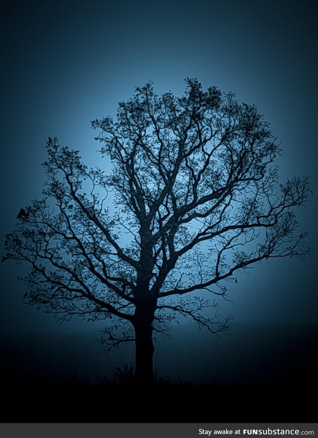 Foggy morning walk at Ethel's Woods Forest Preserve, Lake Villa, IL