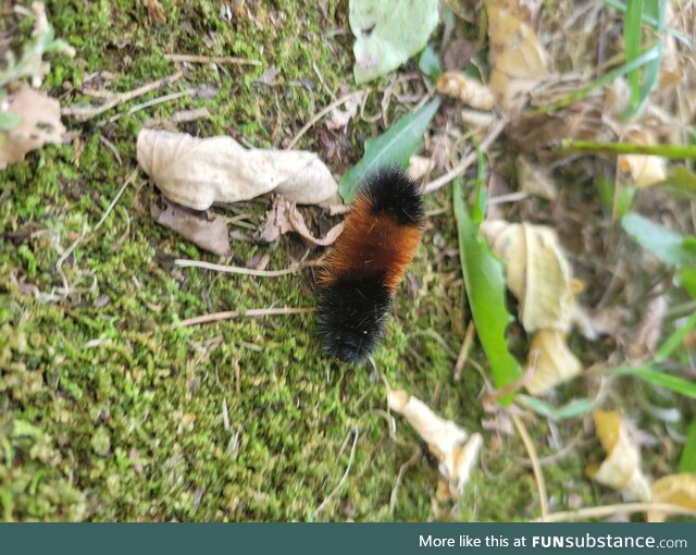 It's a M-fkin Woolly Bear!