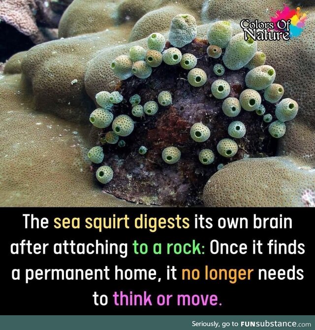 Disabling dangerous zealous