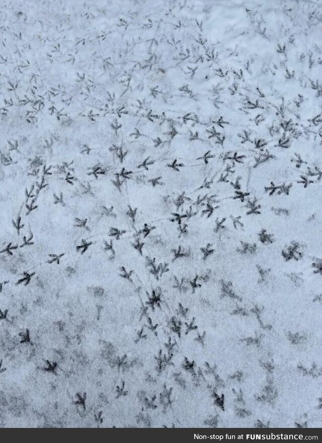 Pigeon footprints on snow