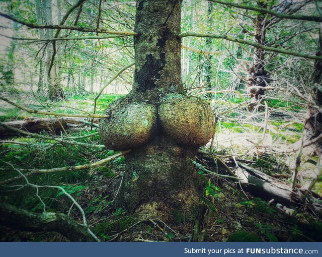 This tree