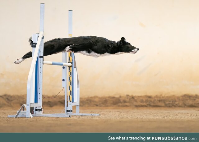 Bagheera performs in Agility event, Italy, photo by Francisco Junior Mura