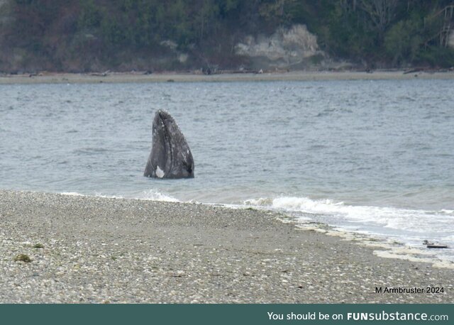 Young Gray whale feeding close to shore