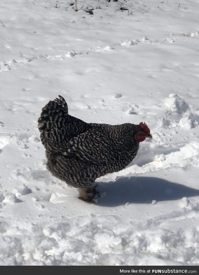 Chicken in the snow
