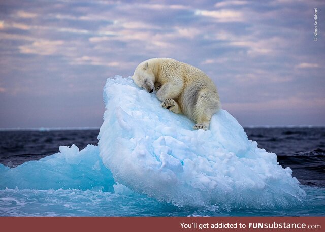 A polar bear carves out a bed from a small iceberg before drifting off to sleep - near