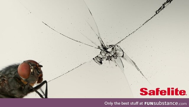The odds of a bug flying through the chip in your windshield and into your mouth are