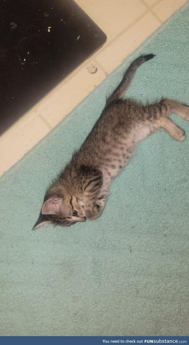 [OC] found stuck near the gas tank of a car. Meet tank