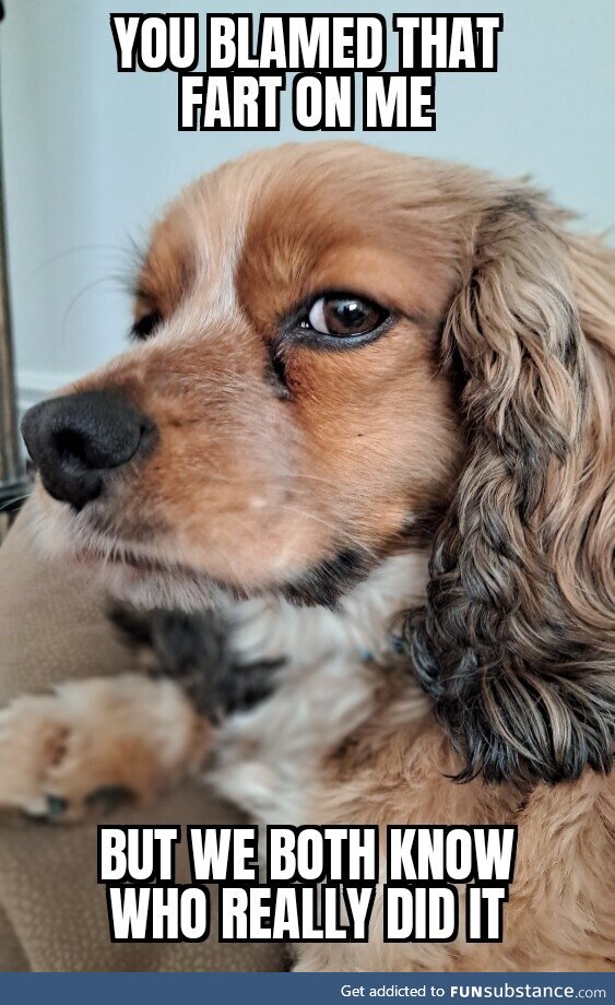 Made a new meme using my fiance's dog. I call it "Sus Dog"