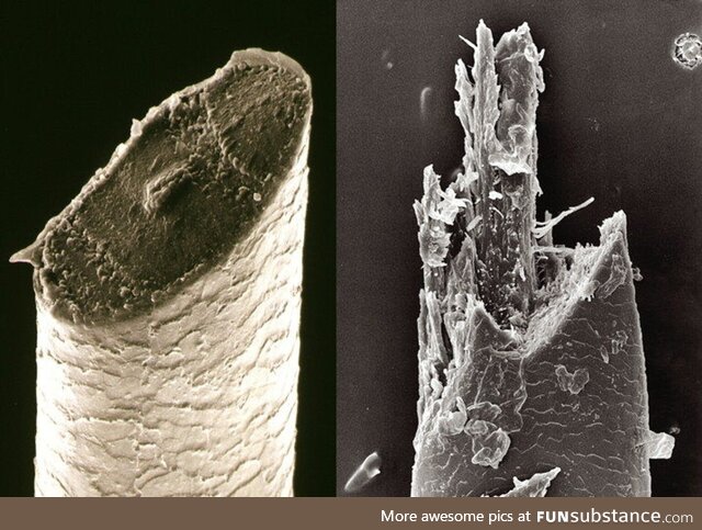 Beard hairs under a scanning electron microscope: Razor (left) x Electric Shaver (right)