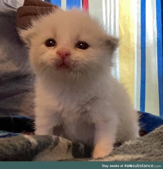 Wasabi stands accused of being adorable, what say the jury?