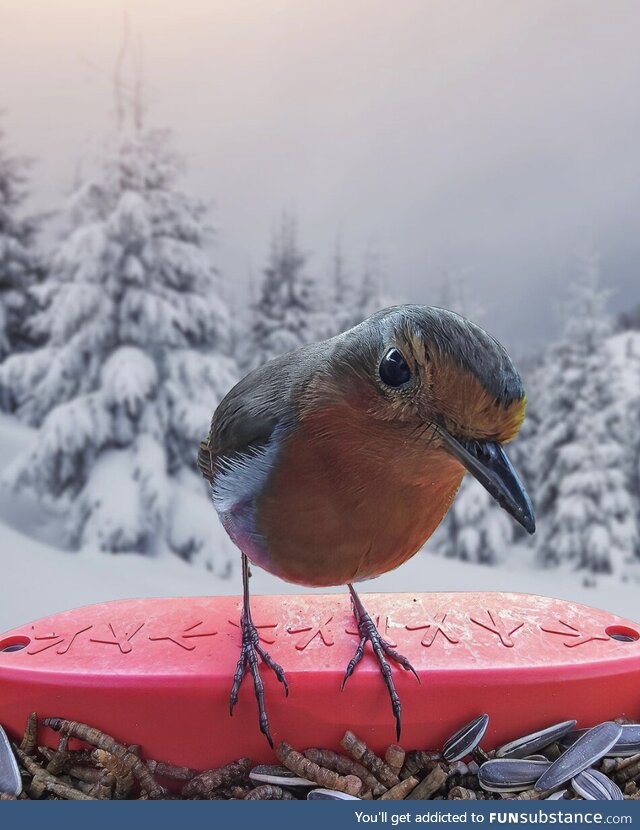 European Robin in a winter wonderland (OC)