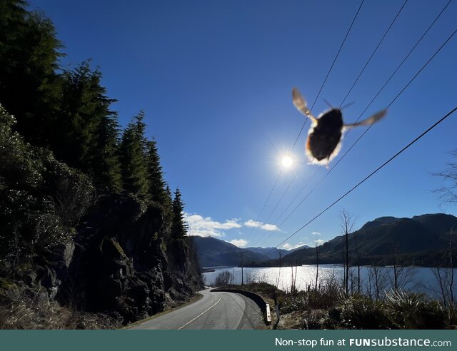 [OC] Unexpected guest in roadside pic (Bee?)