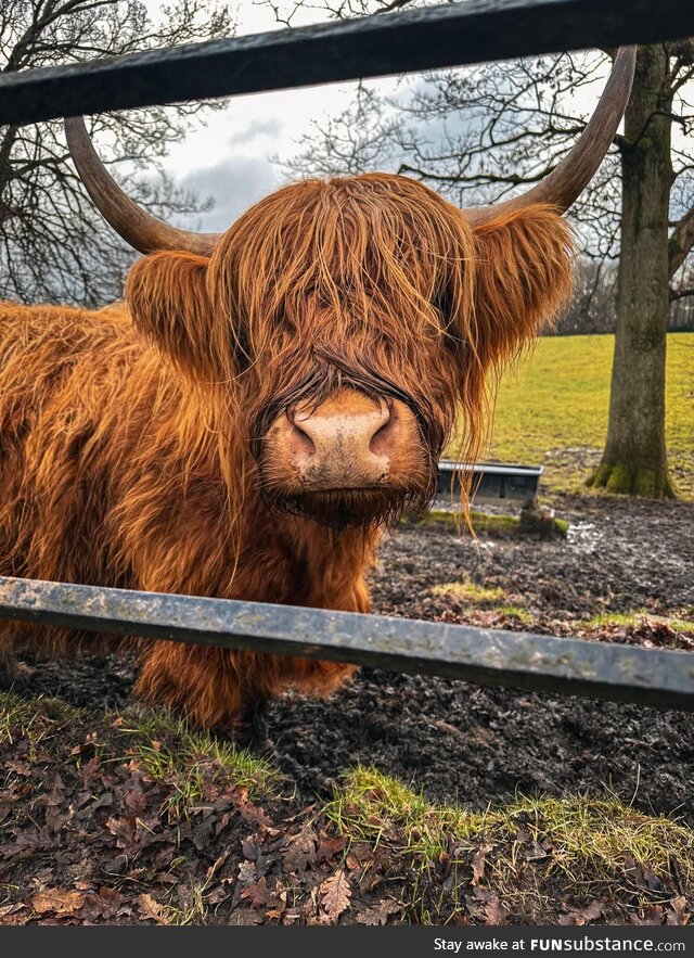 Highland coo
