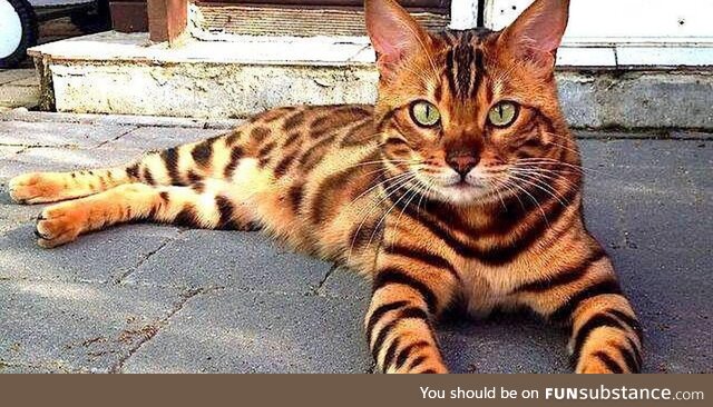 Bengal cat : Cutest kitties