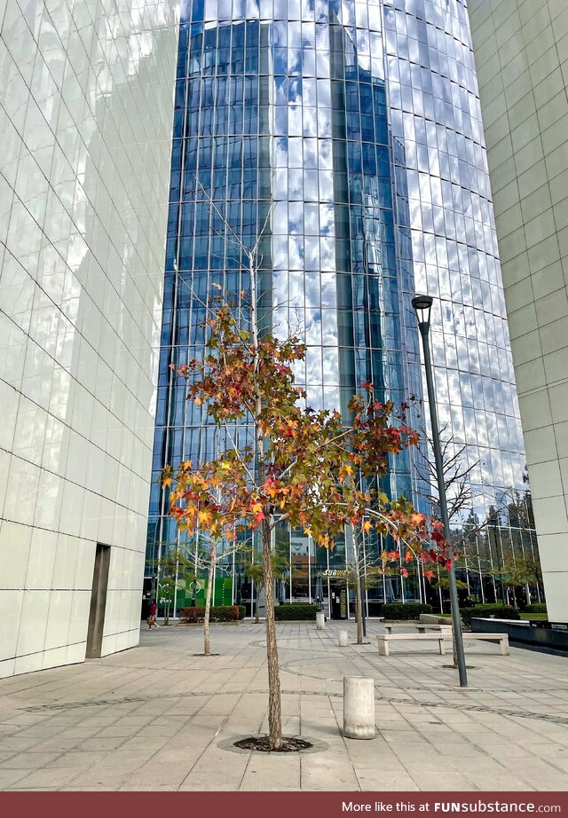 Another perfect autumn day in Las Condes, Chile