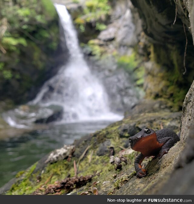 Rough skinned newt enjoying the poolside. Siskiyou County California