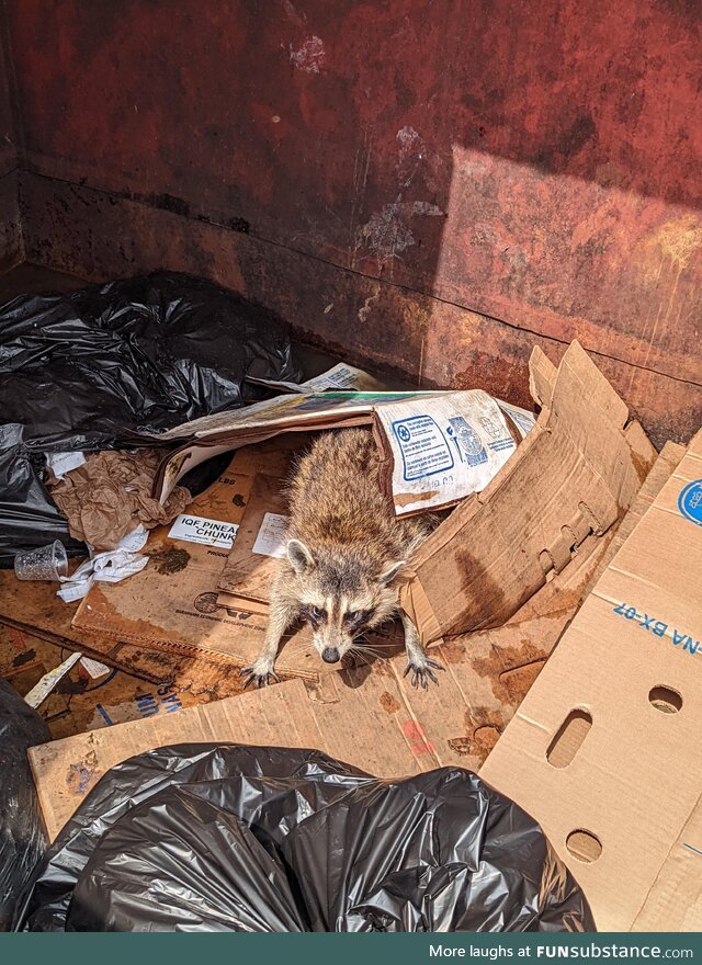 [OC] Trash Panda defends homeland