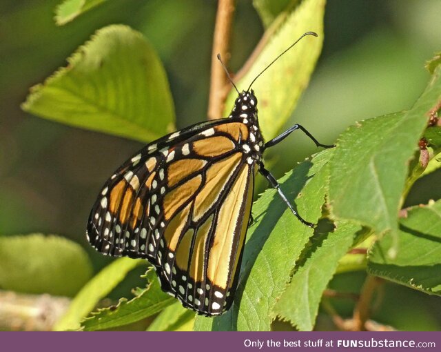 Monarch butterfly [OC]