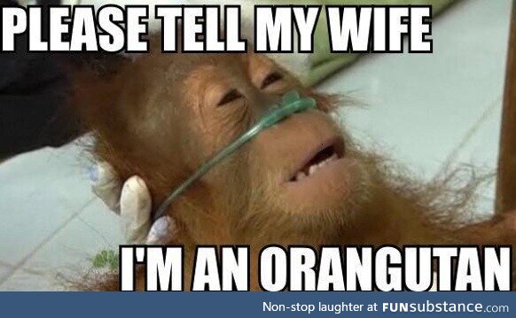Death bed orangutan