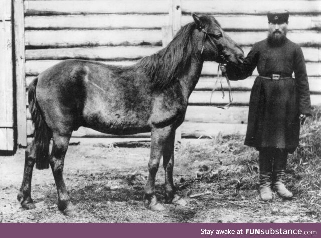 The only Tarpan ever photographed, taken in 1884. They were declared extinct in 1909
