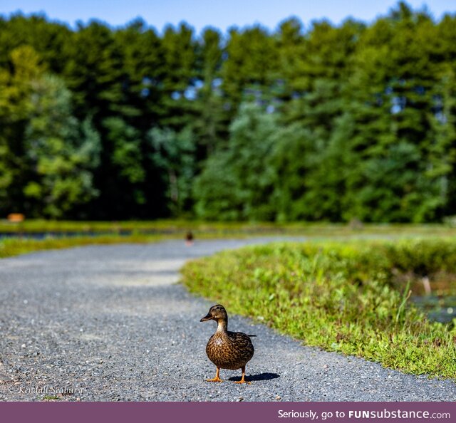 [OC] Anatidaephobia: The fear that somewhere, somehow, a duck is watching you