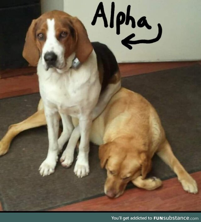 How to spot the Alpha