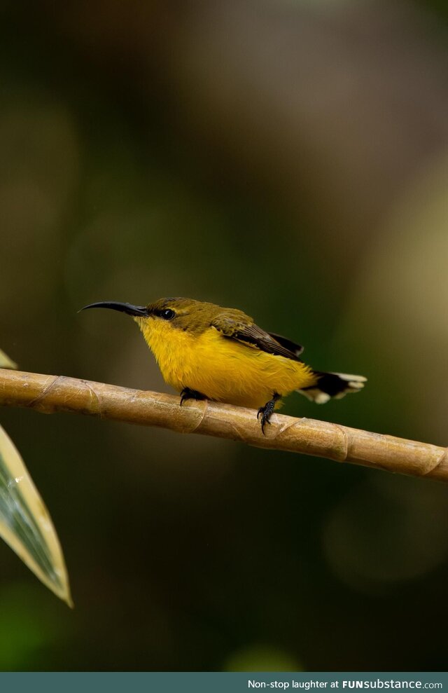 Female Olive-backed Sunbird