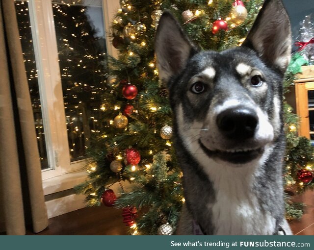 Sasha loves Christmas