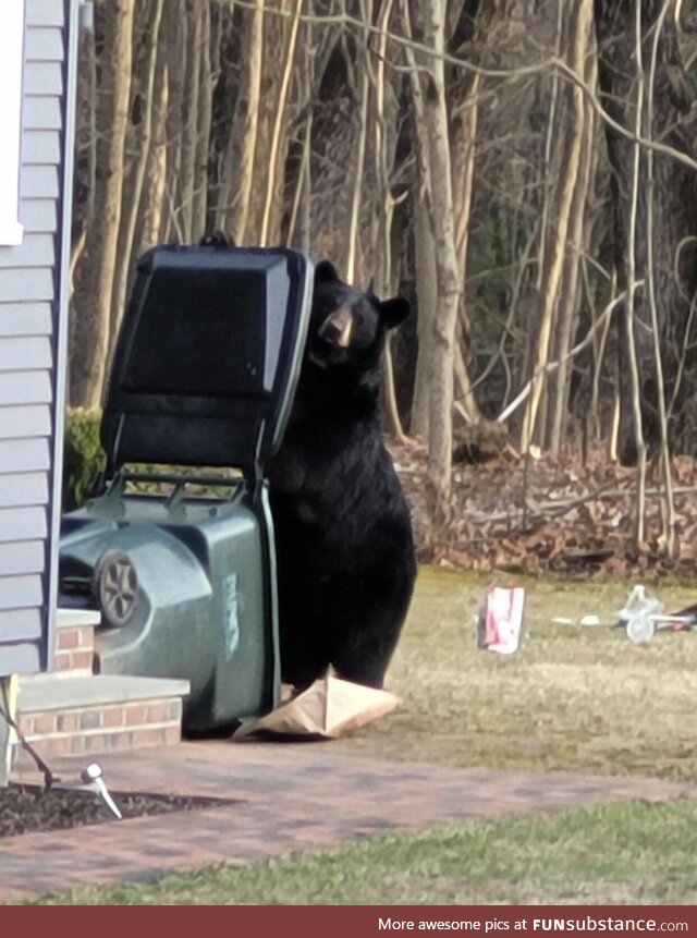 Just your neighborhood bear