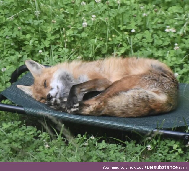 Fox Smiling in Repose