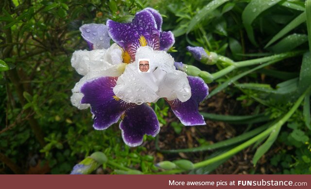 This john oliver nonsense has to stop. Have a pretty flower