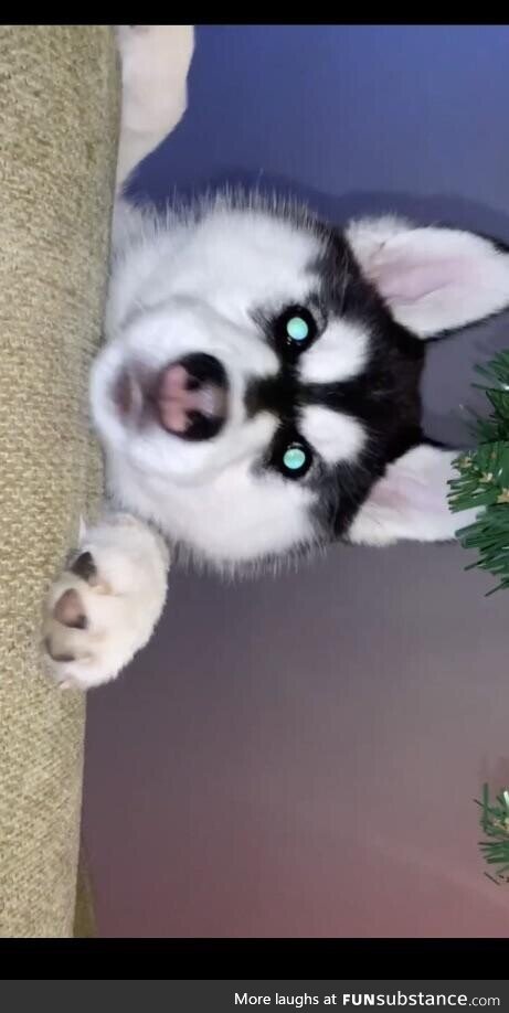 Waking up to a husky