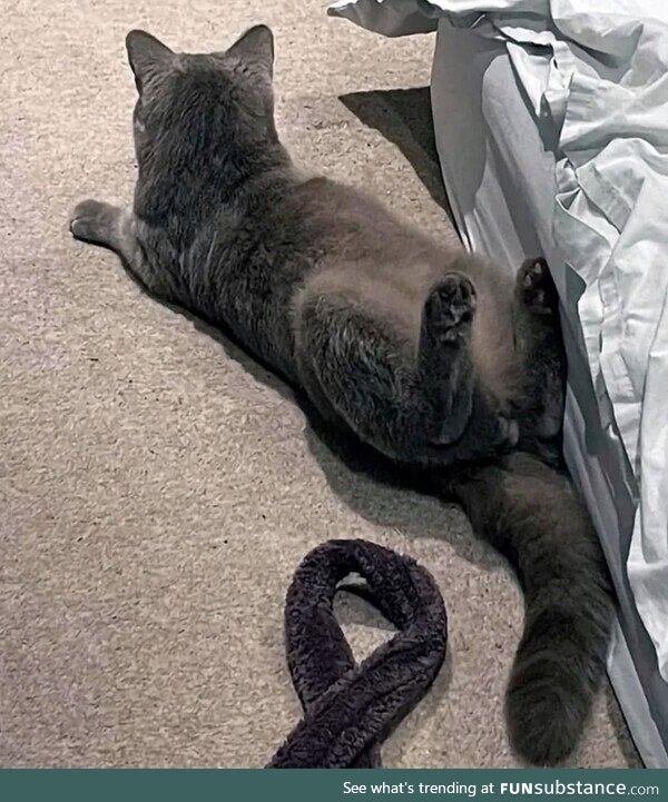 Please read instructions before assembling cat