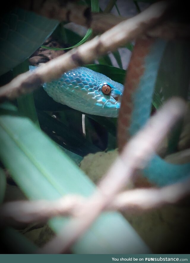 (OC) Picture of a blue pit viper I caught