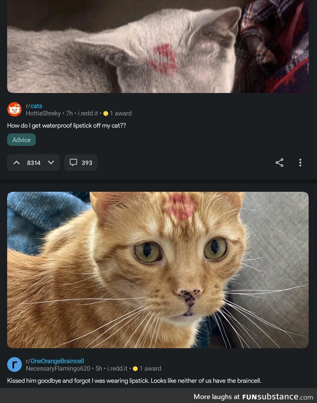 Why thy f*ck are you kissing your cats with lipstick on?