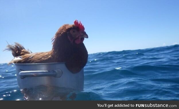 Floating chicken