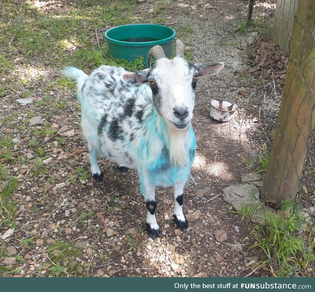 The can didn't say anything about blue?