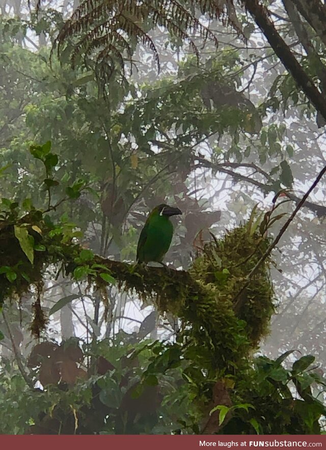 Spirit of the Cloud Forest, Ecuador
