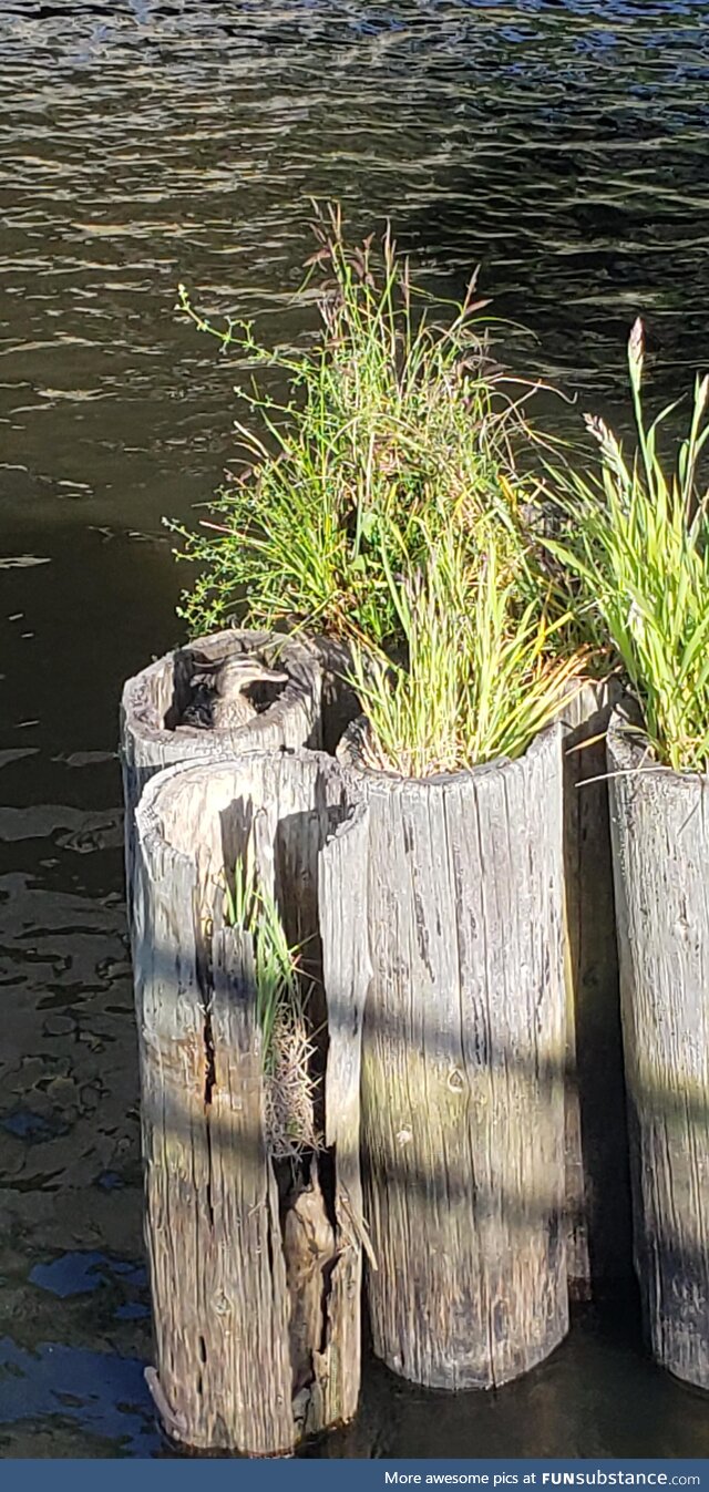 Duck in a log. [OC]