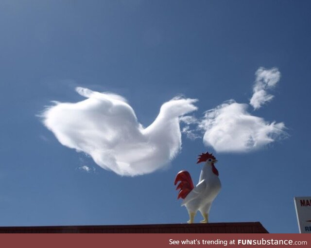 The Chicken and the Rooster