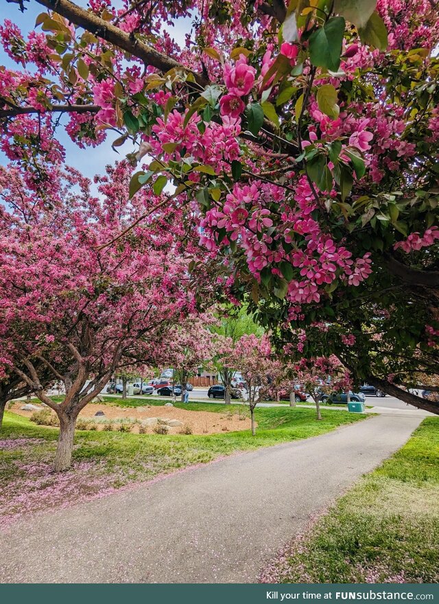 Cherry blossom season!