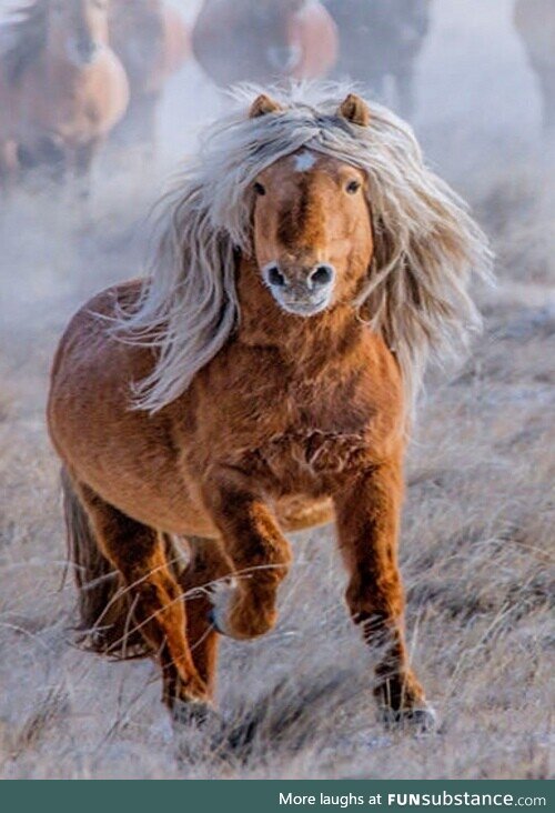 Animals with better hair than you
