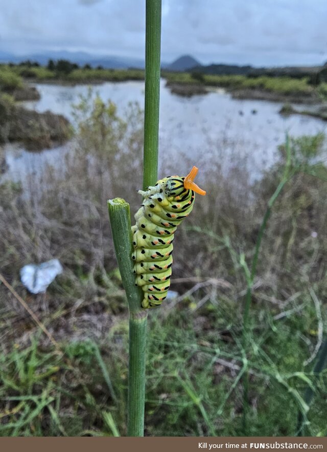 The threat display of the Old World Swallowtail's caterpillar  Cantabria, Spain