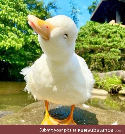 Happy duck!