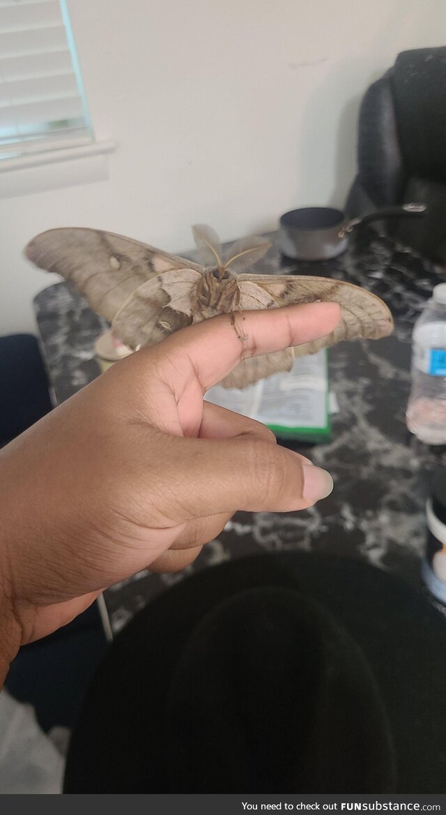We had a moth fly into our apartment