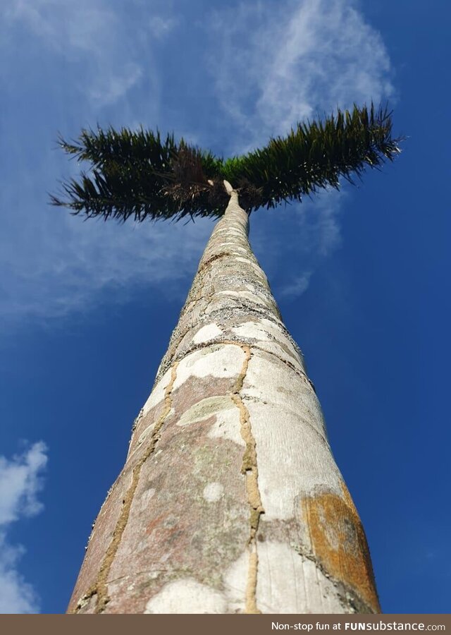 My father wanted to show me this photo he took of a tree that only grows branches from