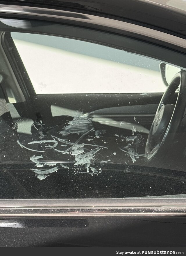 The universal sign of a dog owner