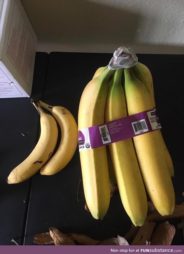 Look atthe size of this banana (banana for scale)