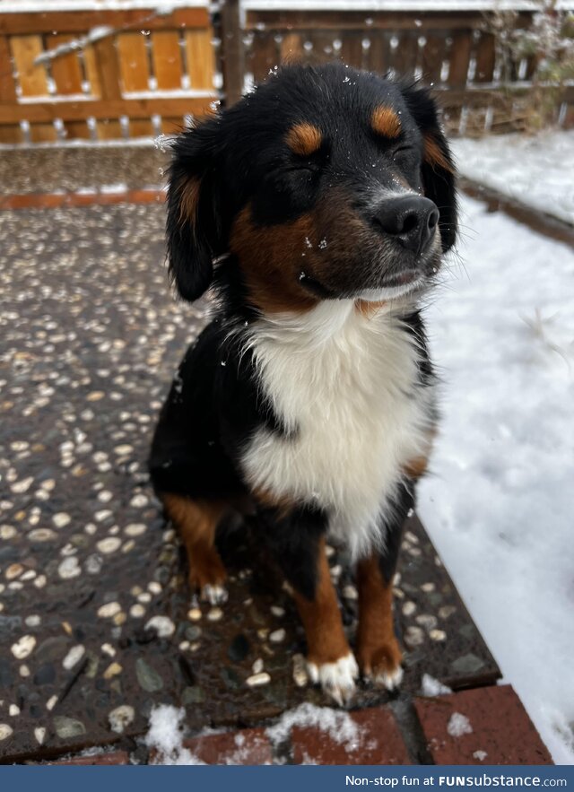 Just an adorable pic of my pup enjoying the snow