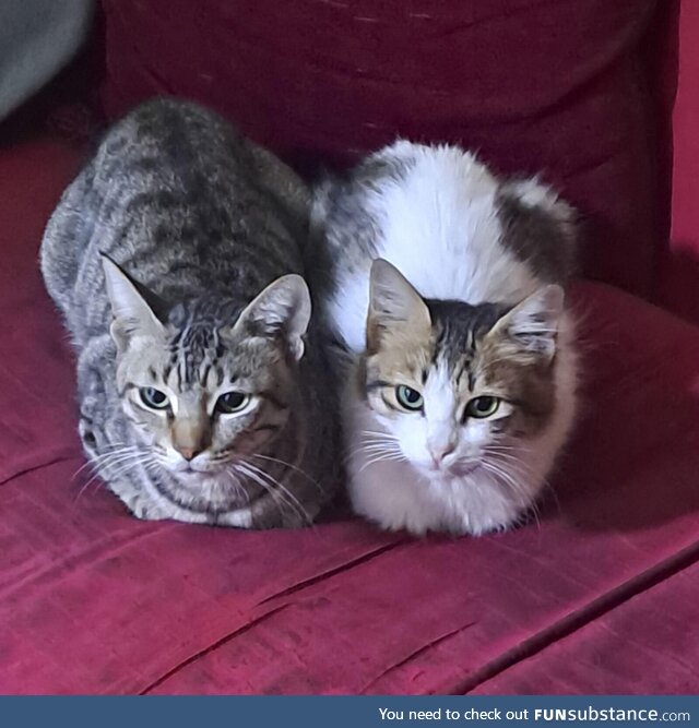 The perfect loafes